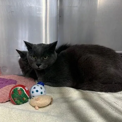 Gracie And Layla thumbnail 2