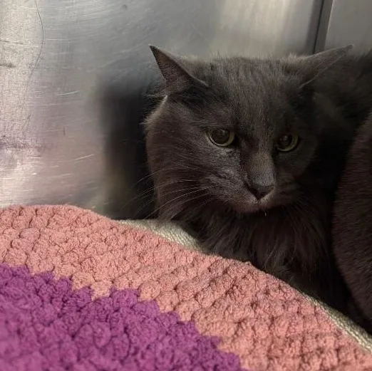 Gracie And Layla thumbnail 3