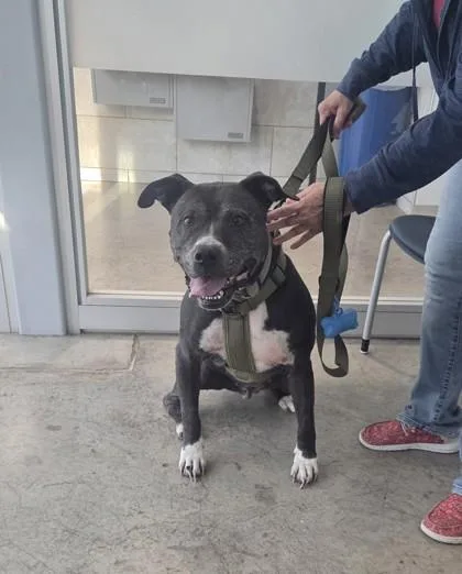 A senior large-sized male Pit Bull Terrier dog named Apollo for adoption in Fort Worth, TX