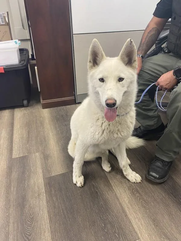 A baby large-sized male Siberian Husky dog named Giovanny for adoption in Victorville, CA