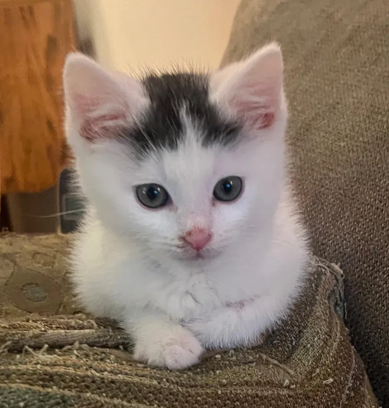 Trinket & Snippet thumbnail 2