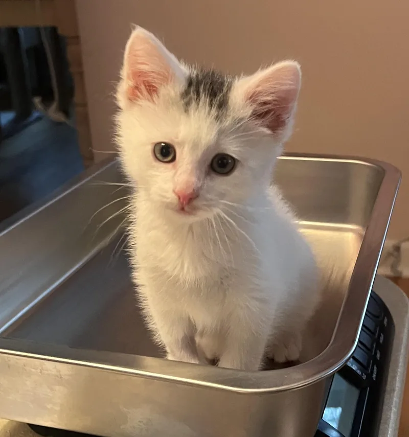 Trinket & Snippet thumbnail 3