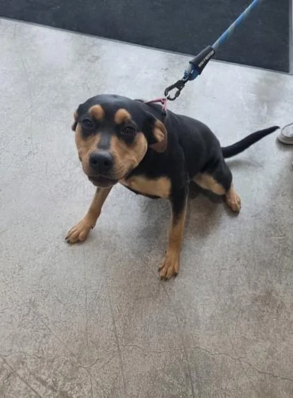 Stella Rose thumbnail 2