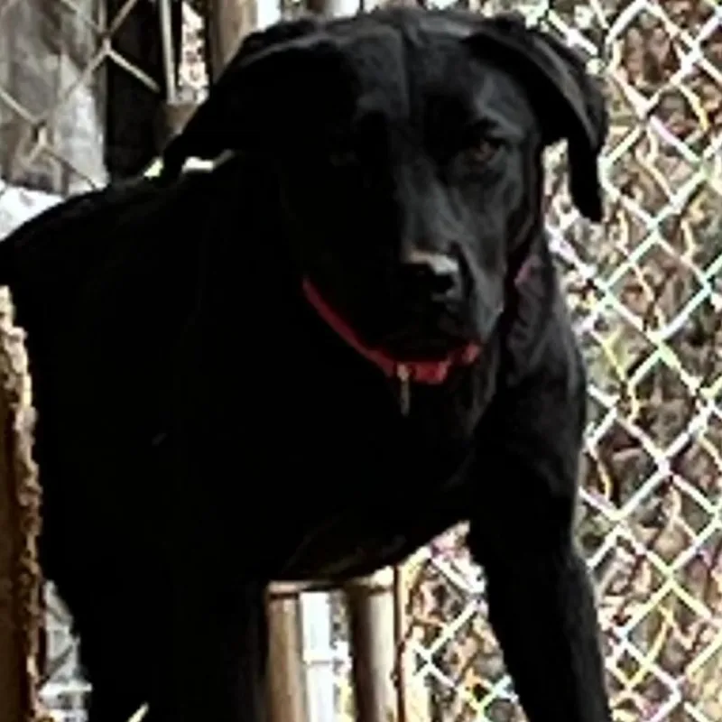 A young large-sized female Black Labrador Retriever dog named Amanda for adoption in Delta, AL
