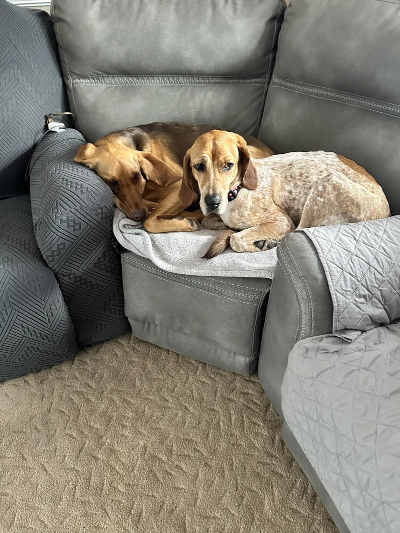 An adult medium-sized female Coonhound dog named Tina for adoption in Succasunna, NJ