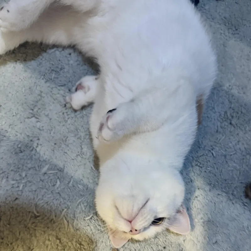 Puddle & Lake thumbnail 2