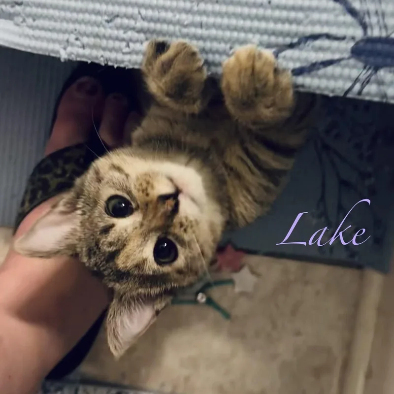 Puddle & Lake thumbnail 4