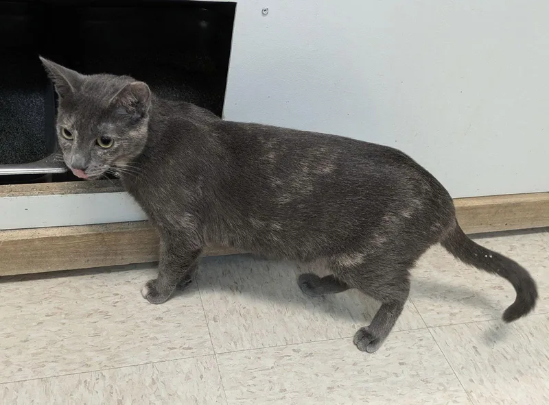 Purrlina Mae  Kbc thumbnail 2