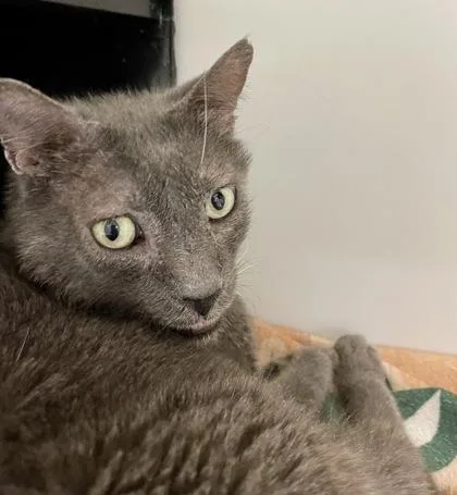 Dustydoo thumbnail 2