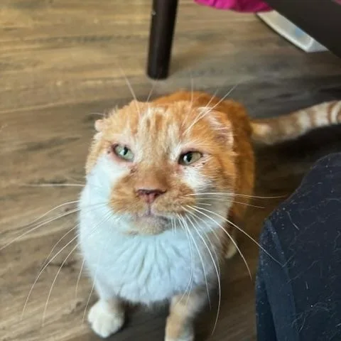 Thomas O'malley thumbnail 2