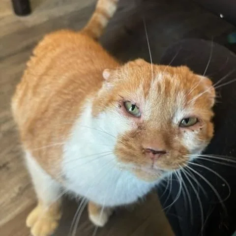 Thomas O'malley thumbnail 3