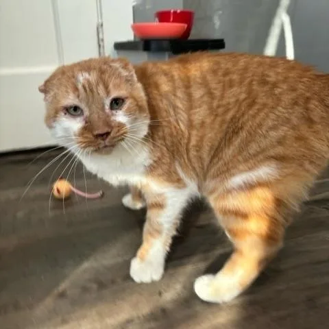 Thomas O'malley thumbnail 4