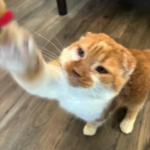 Thomas O'malley thumbnail 5