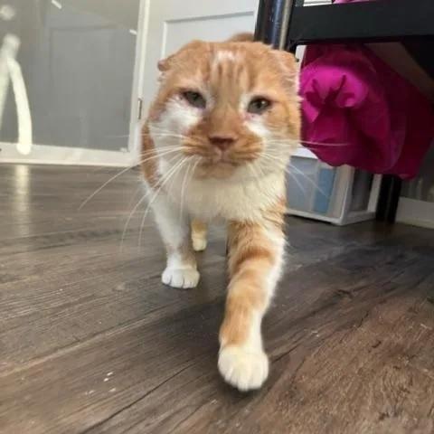 Thomas O'malley thumbnail 6