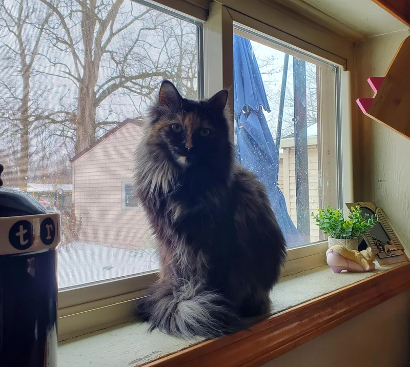 A young medium-sized female Domestic Long Hair cat named Bonnie for adoption in Roachdale, IN