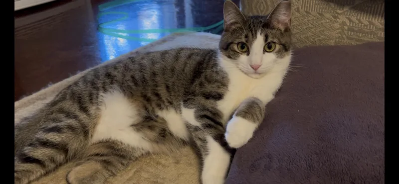 A young large-sized male Tabby (Brown / Chocolate) Domestic Short Hair cat named Boomer for adoption in Roachdale, IN