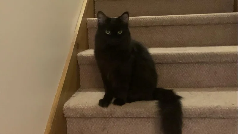 Duke & Olivia thumbnail 2