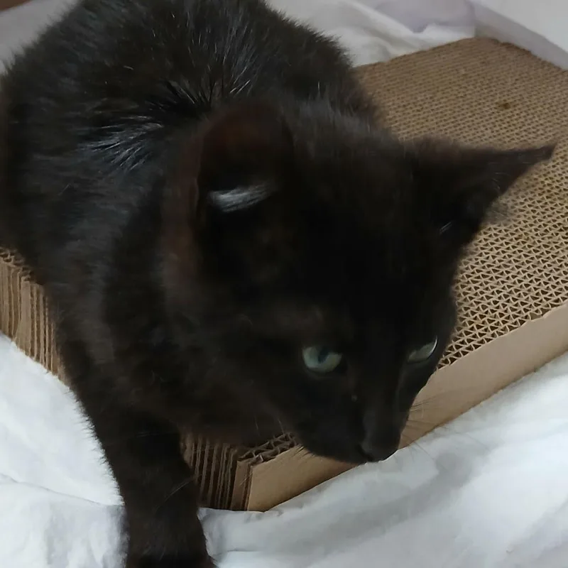 Catrick Swazye thumbnail 2