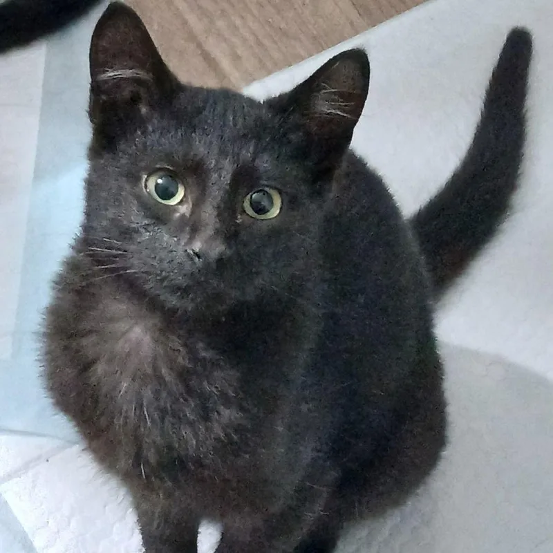 Catrick Swazye thumbnail 3