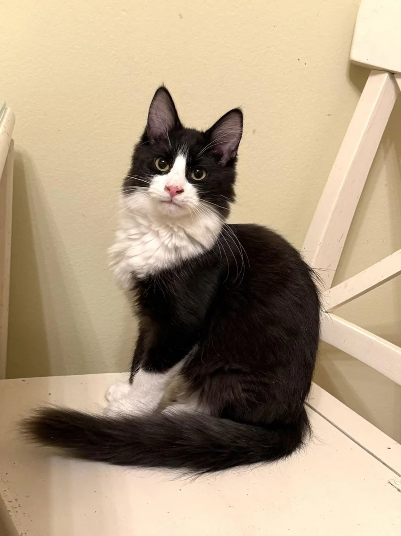 Mountain Dew photo 1