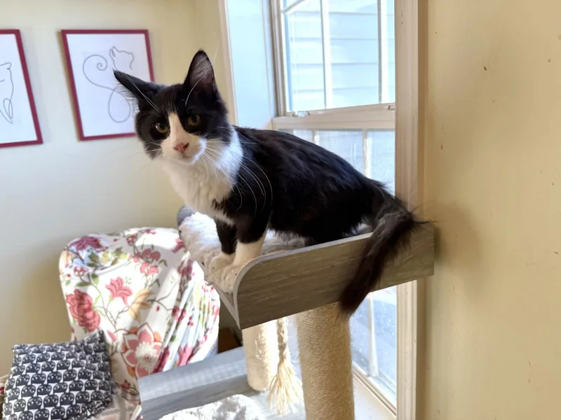 Mountain Dew thumbnail 2