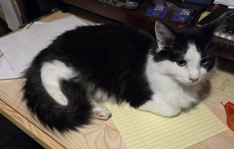 Mountain Dew thumbnail 3