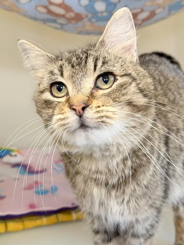 Headstrong thumbnail 2