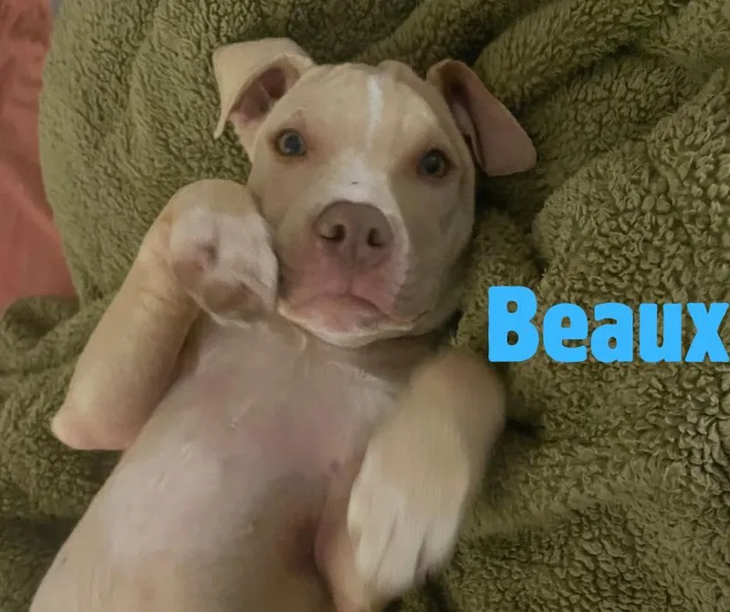 Beaux