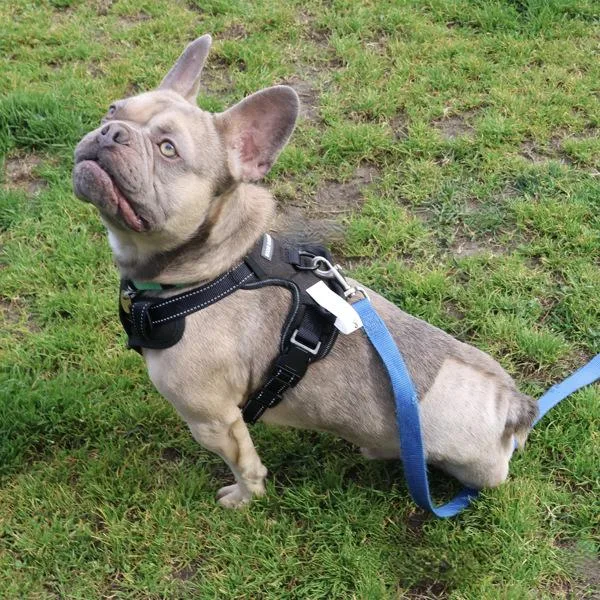 Dandy Lion thumbnail 2