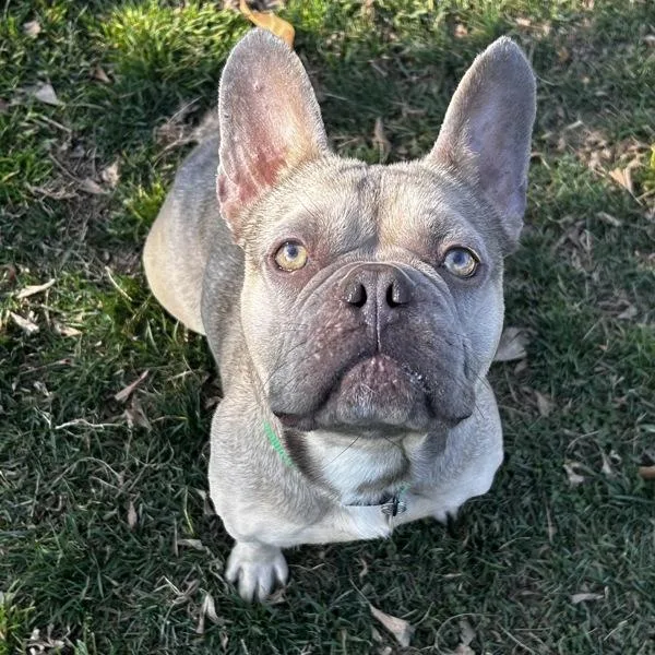 Dandy Lion thumbnail 6