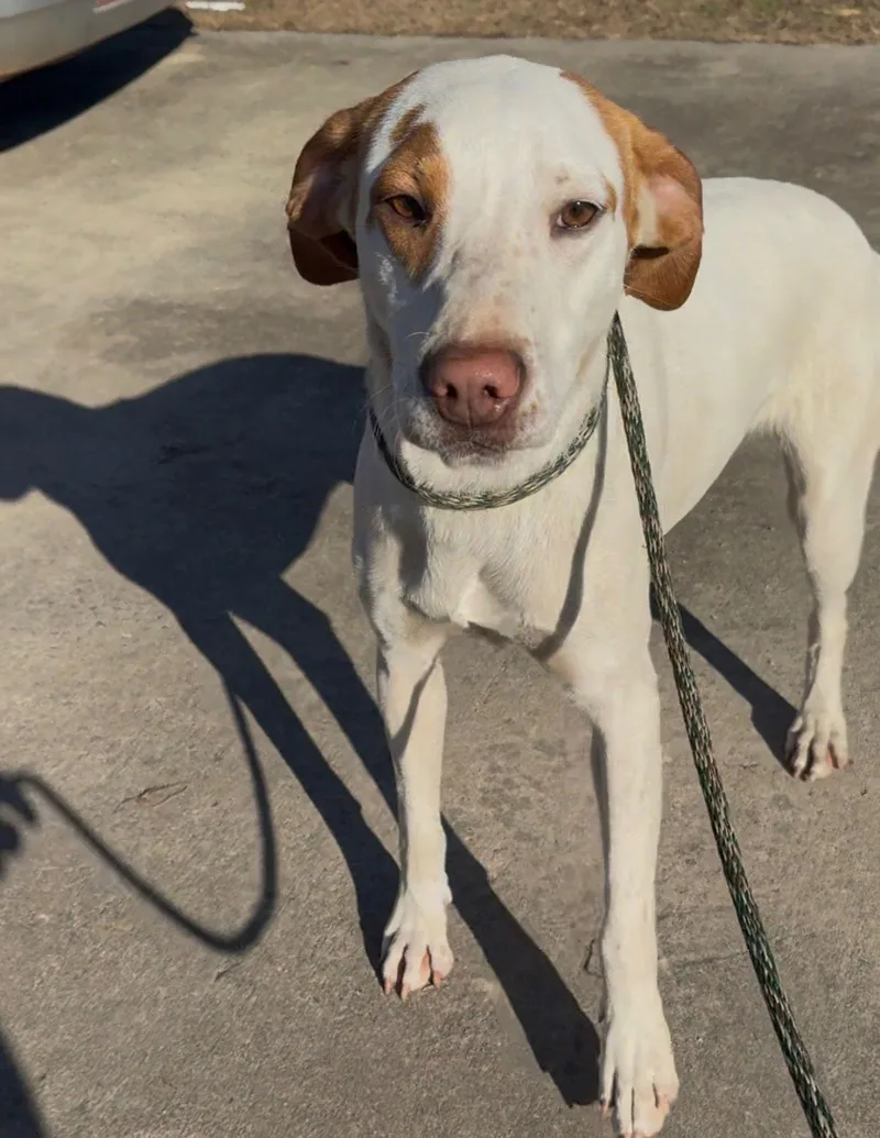 An adult large-sized female English Pointer dog named Katie Dixon for adoption in Rockaway, NJ