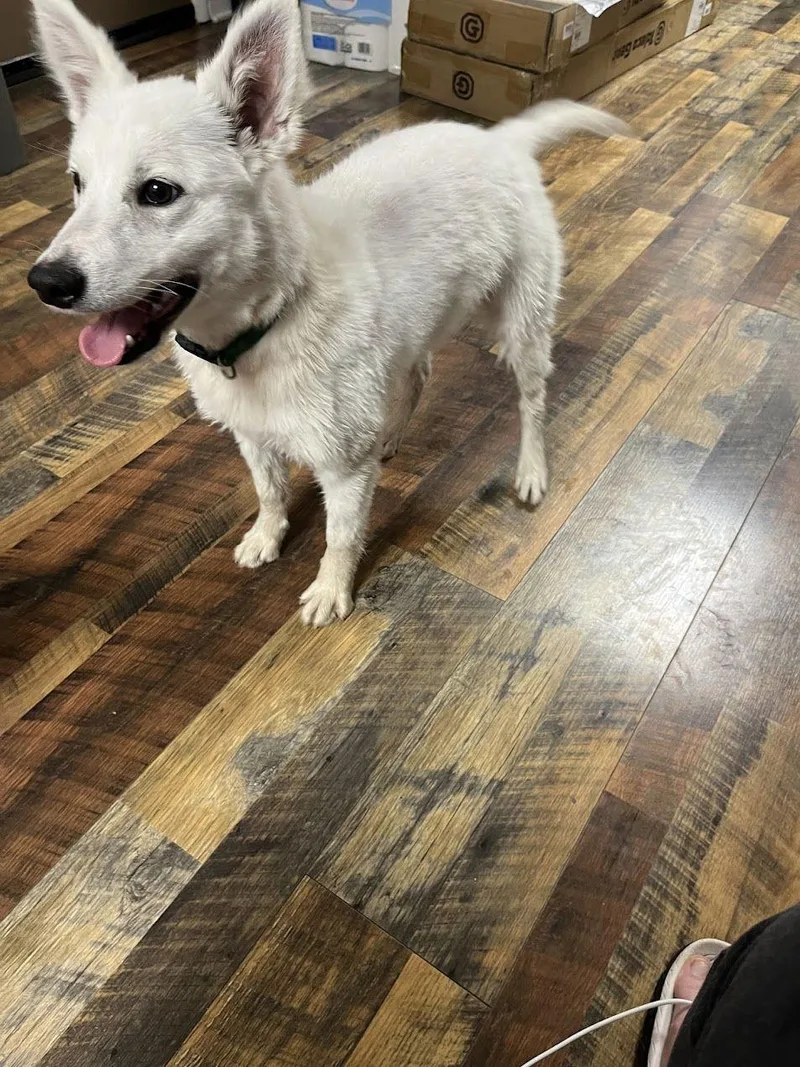 Teddy Of Westernport Md thumbnail 2