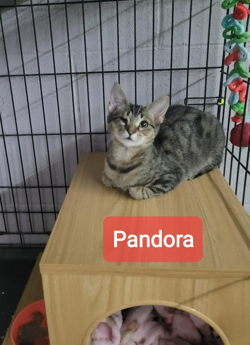 Pandora