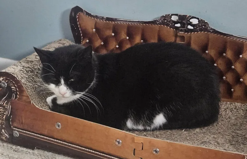 Snow White thumbnail 2