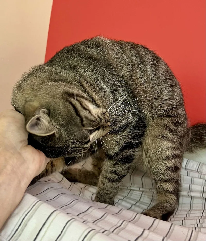 Christian thumbnail 2