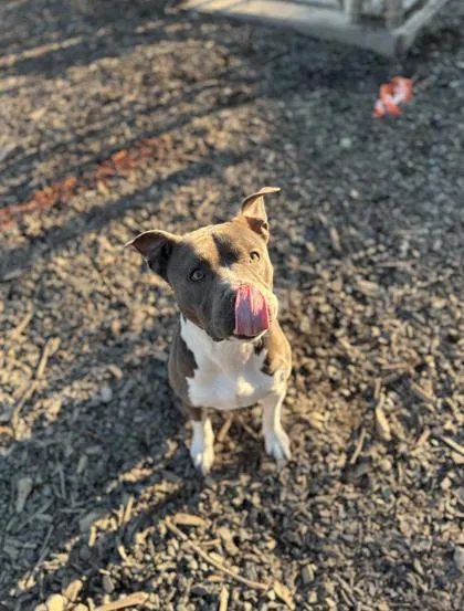 An adult large-sized female Mixed Breed dog named Betty for adoption in Atlanta, GA