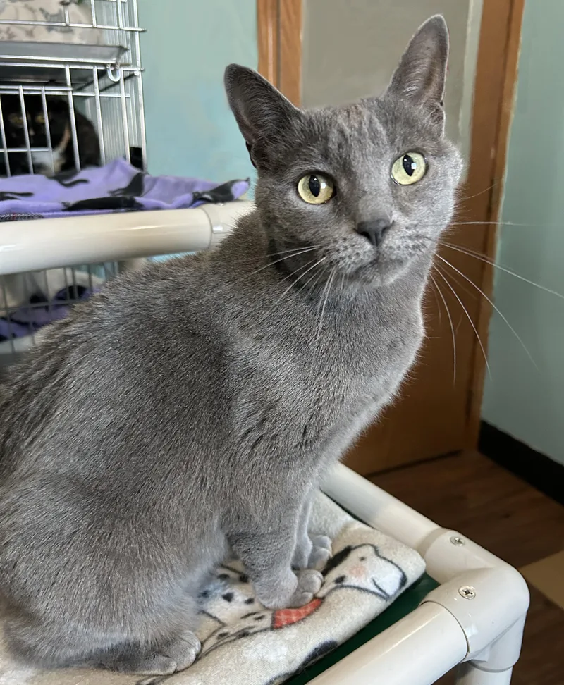 An adult medium-sized female Domestic Short Hair cat named Smokey for adoption in Parkville, MO