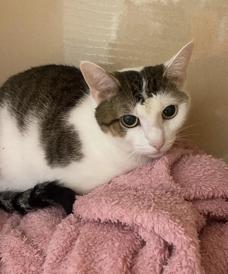 An adult medium-sized female Tabby (Brown / Chocolate) Domestic Short Hair cat named Gracie for adoption in Elyria, OH