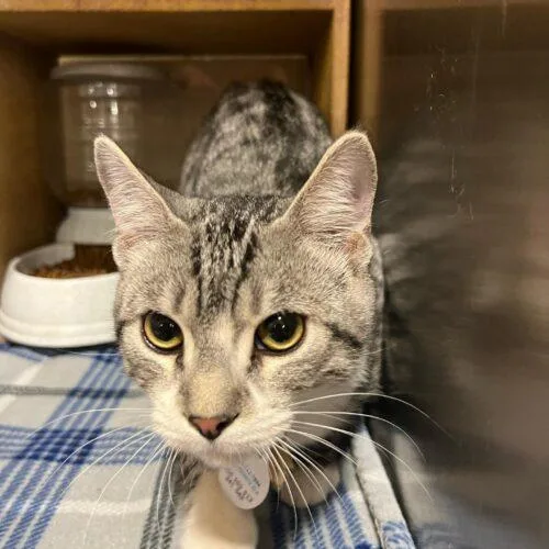 Henry Spencer thumbnail 2