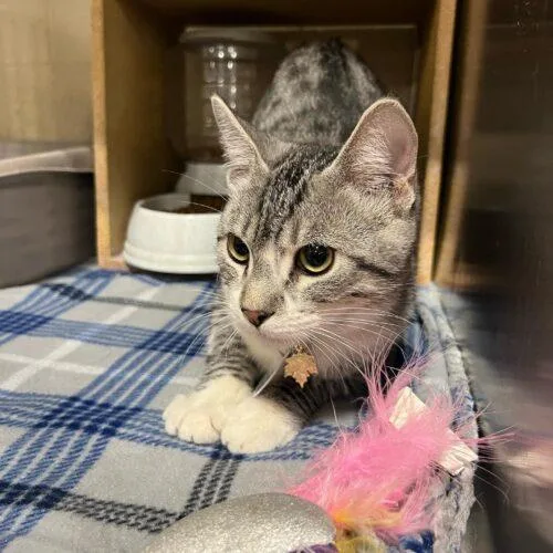 Henry Spencer thumbnail 3