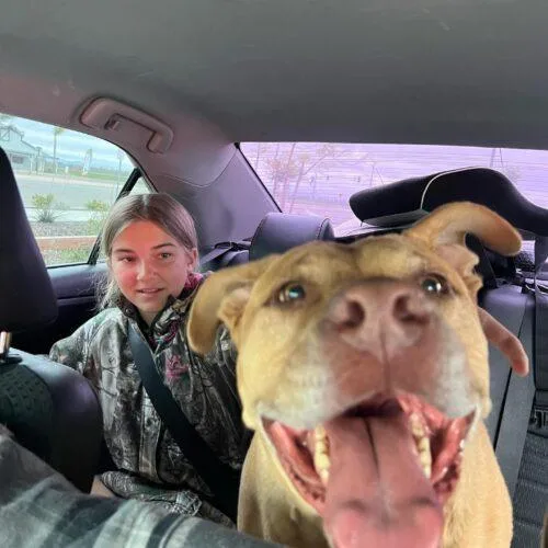 A senior large-sized male Red / Chestnut / Orange Pit Bull Terrier dog named Beau for adoption in Visalia, CA