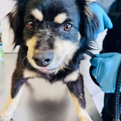 A senior small-sized male Black Terrier dog named Benji for adoption in Visalia, CA