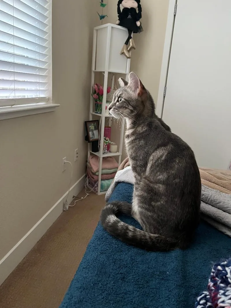 Tallulah thumbnail 2