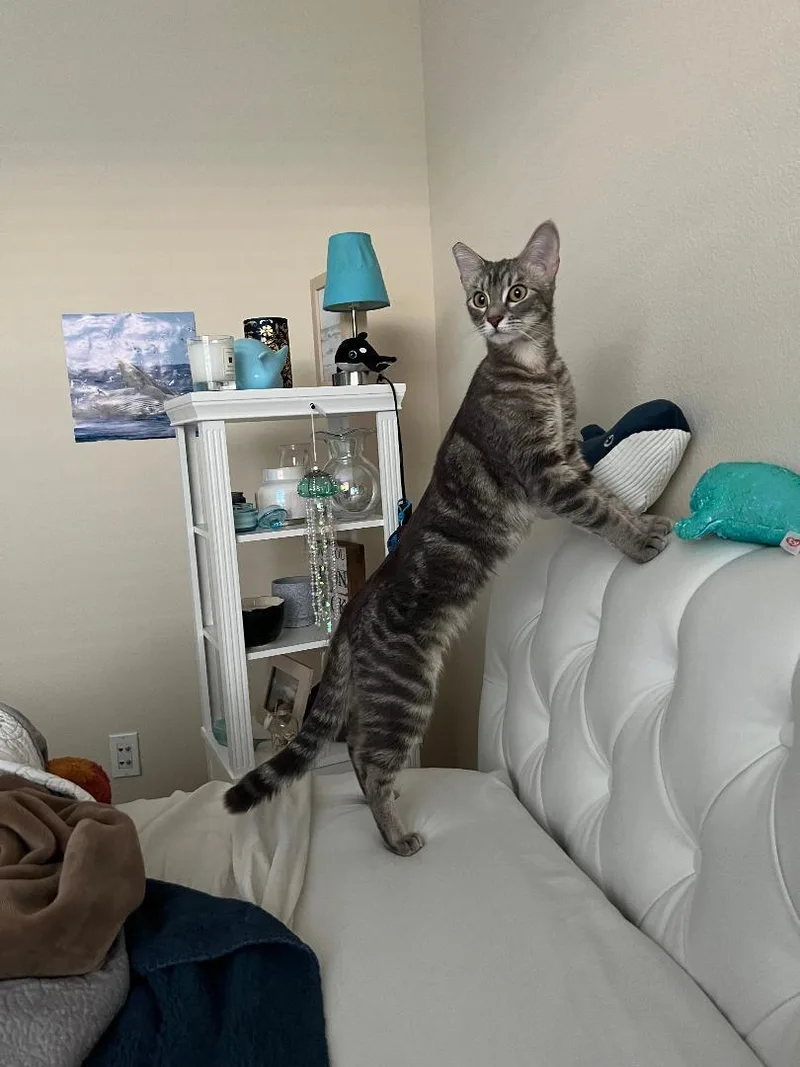 Tallulah thumbnail 3