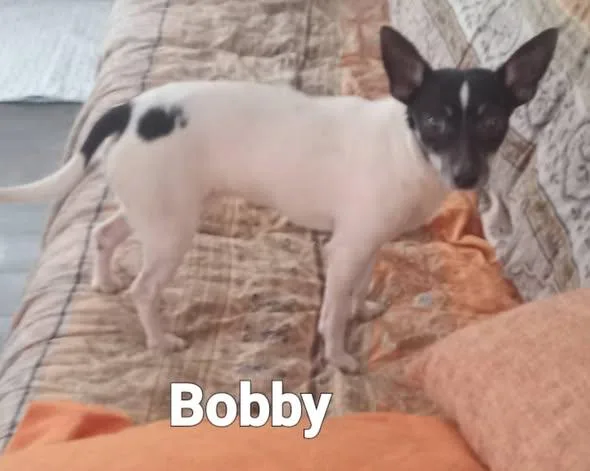 A young small-sized male White / Cream Chihuahua dog named Bobby for adoption in Fulton, NY