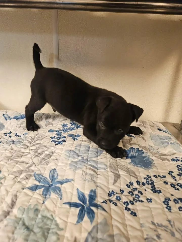 Saint Incredible thumbnail 2