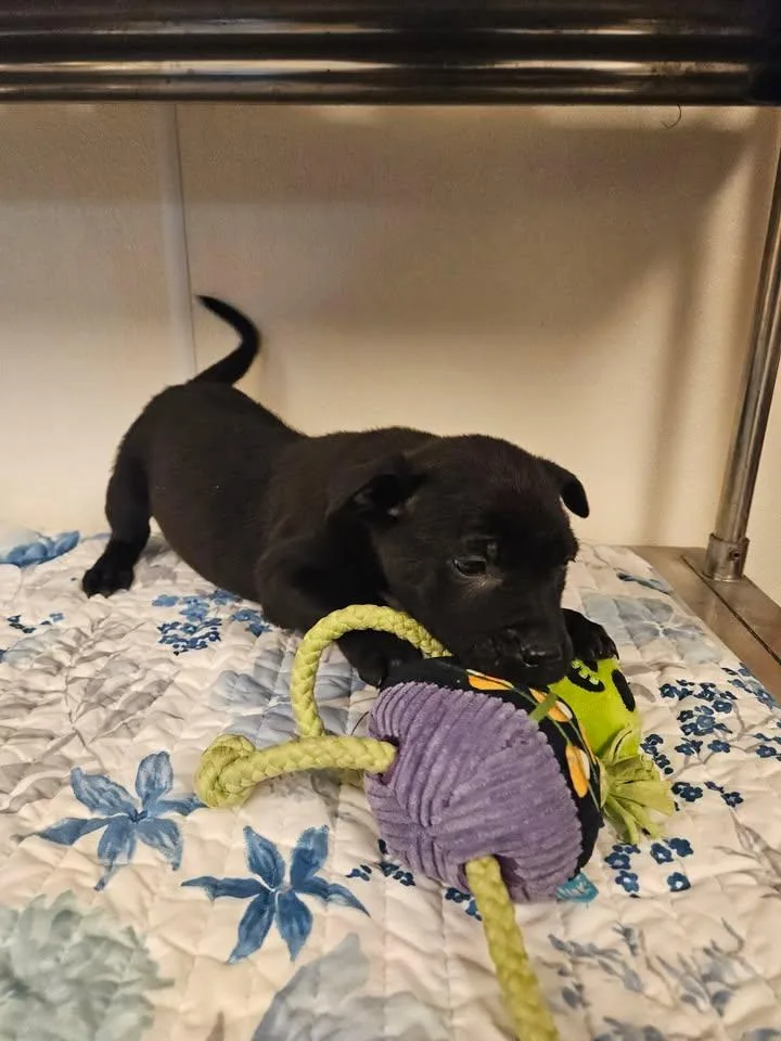 Saint Incredible thumbnail 3