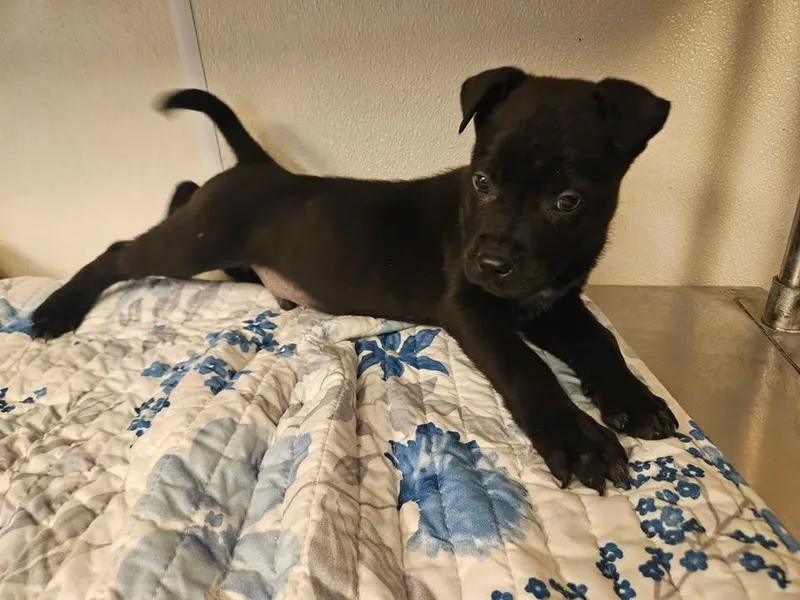 Saint Incredible thumbnail 4