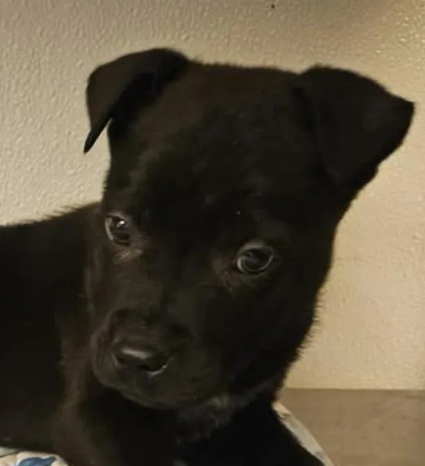 Saint Incredible photo 1