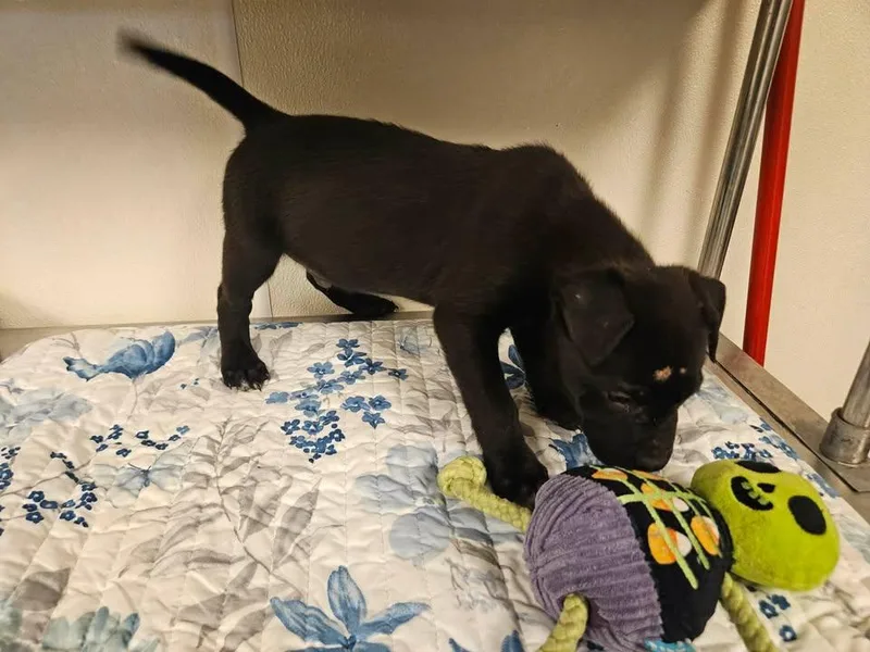 Salem Incredible  Local thumbnail 2